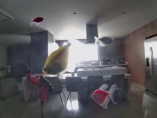 voyeurcam-casa-salsa-fishtank