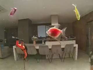 voyeurcam-casa-salsa-fishtank