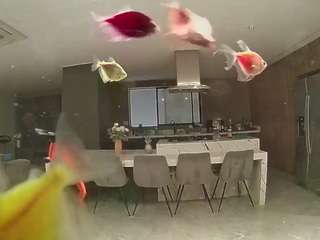 voyeurcam-casa-salsa-fishtank