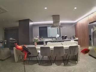 voyeurcam-casa-salsa-fishtank