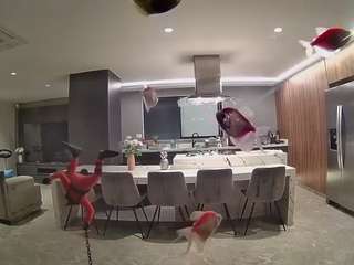 voyeurcam-casa-salsa-fishtank Live Webcam on CamSoda