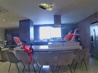 voyeurcam-casa-salsa-fishtank