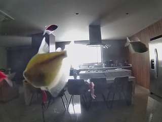 voyeurcam-casa-salsa-fishtank