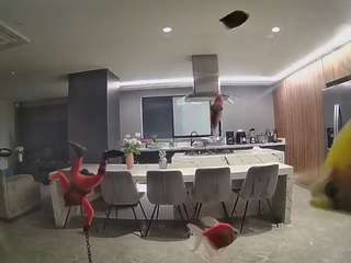 voyeurcam-casa-salsa-fishtank