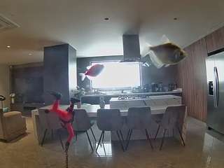 voyeurcam-casa-salsa-fishtank
