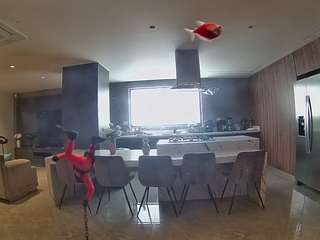 voyeurcam-casa-salsa-fishtank