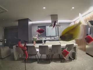 voyeurcam-casa-salsa-fishtank