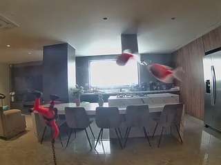 voyeurcam-casa-salsa-fishtank