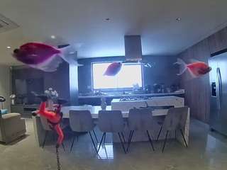 voyeurcam-casa-salsa-fishtank