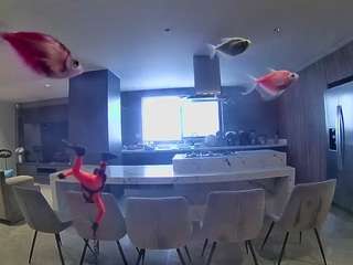 voyeurcam-casa-salsa-fishtank
