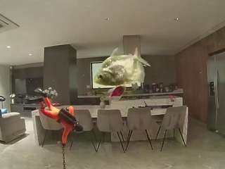voyeurcam-casa-salsa-fishtank