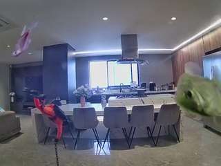 voyeurcam-casa-salsa-fishtank