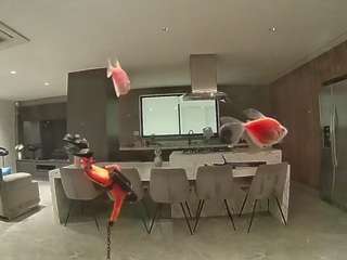 voyeurcam-casa-salsa-fishtank