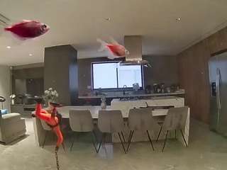voyeurcam-casa-salsa-fishtank