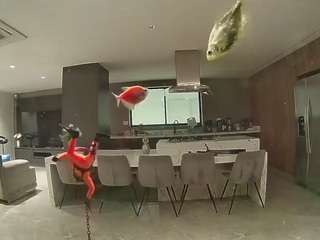 voyeurcam-casa-salsa-fishtank