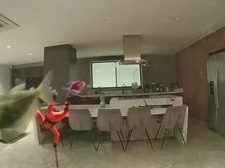 voyeurcam-casa-salsa-fishtank