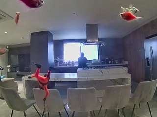 voyeurcam-casa-salsa-fishtank