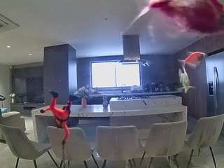 voyeurcam-casa-salsa-fishtank