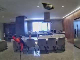 voyeurcam-casa-salsa-fishtank