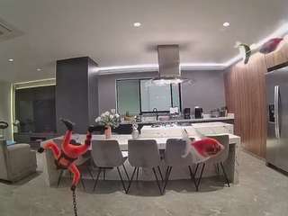 voyeurcam-casa-salsa-fishtank