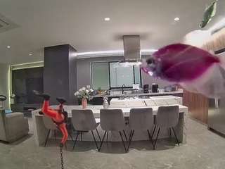 voyeurcam-casa-salsa-fishtank