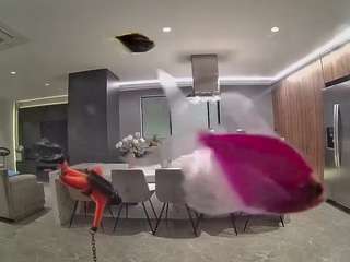 voyeurcam-casa-salsa-fishtank