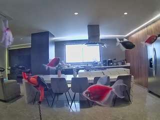 voyeurcam-casa-salsa-fishtank
