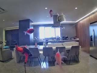 voyeurcam-casa-salsa-fishtank
