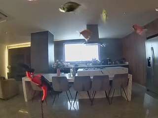 voyeurcam-casa-salsa-fishtank