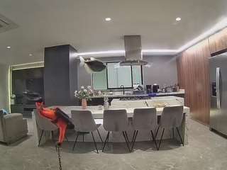 voyeurcam-casa-salsa-fishtank