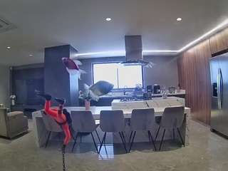 voyeurcam-casa-salsa-fishtank