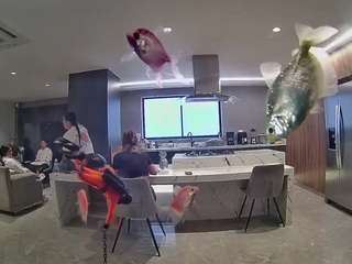 voyeurcam-casa-salsa-fishtank