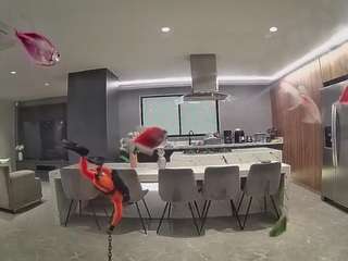 voyeurcam-casa-salsa-fishtank camsoda