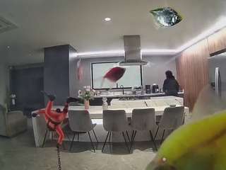 voyeurcam-casa-salsa-fishtank camsoda