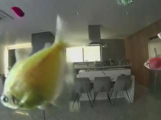 voyeurcam-casa-salsa-fishtank camsoda