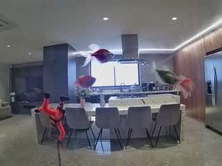 voyeurcam-casa-salsa-fishtank camsoda