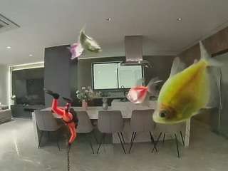 voyeurcam-casa-salsa-fishtank