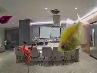 voyeurcam-casa-salsa-fishtank