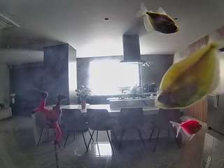 voyeurcam-casa-salsa-fishtank