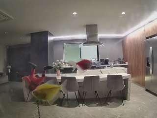 voyeurcam-casa-salsa-fishtank