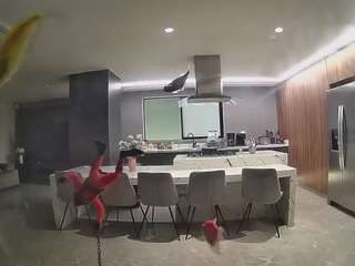 voyeurcam-casa-salsa-fishtank