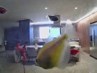 voyeurcam-casa-salsa-fishtank
