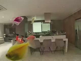 voyeurcam-casa-salsa-fishtank