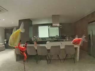 voyeurcam-casa-salsa-fishtank