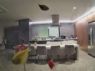 voyeurcam-casa-salsa-fishtank