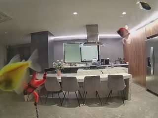 voyeurcam-casa-salsa-fishtank