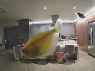 voyeurcam-casa-salsa-fishtank