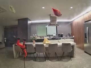 voyeurcam-casa-salsa-fishtank