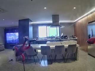 voyeurcam-casa-salsa-fishtank