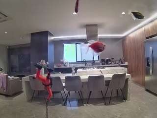 voyeurcam-casa-salsa-fishtank